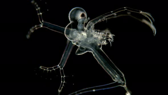 Zooplankton Under a Microscope, Prickly Water Flea Cercopagis Pengoi Crustacea