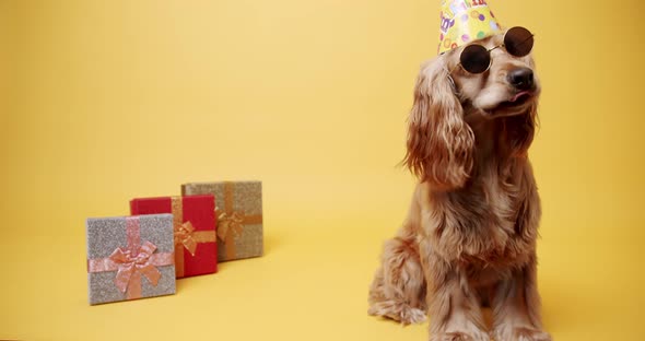 English Cocker Spaniel Wearing Party Hat and Many Gifts on a Yellow Background