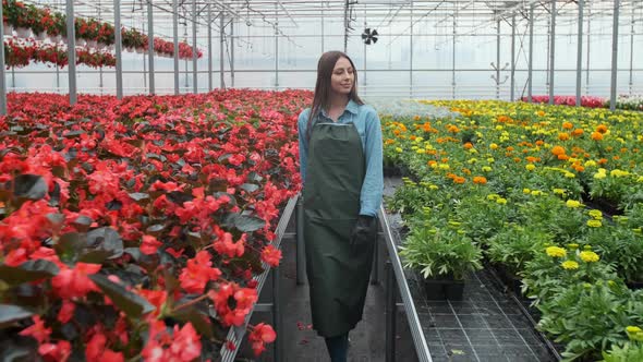 Young Woman in the Greenhouse with Flowers Checks a Pot of Red Poinsettia on the Shelf