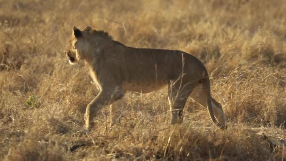 Beautiful young male lion walking and tripping in golden light, Mashatu Botswana.