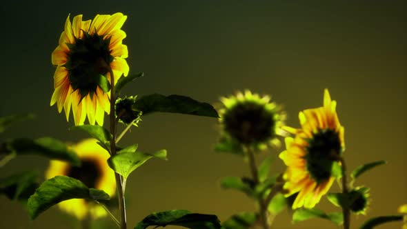 Big Beautiful Sunflowers at Sunset