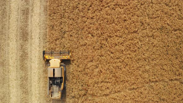 Combine Collects Tons of Grown Rapeseed From Large Field