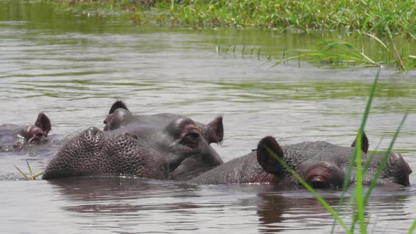 Heads Of Hippos With Bodies Submerged In The Lake Water In Bostwana - Closeup Shot