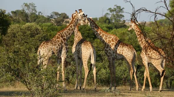 Giraffes In Natural Habitat - South Africa