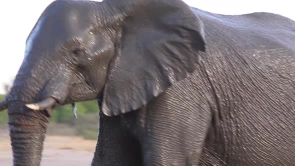 large wet elephant walking large wet elephant walking