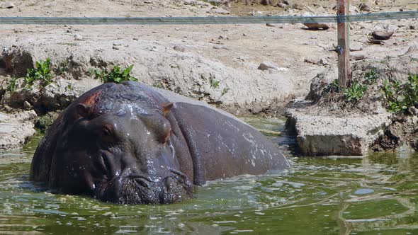 Mammal Animal Hippopotamus Is In Water 6