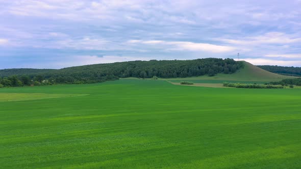 Aerial Top View Drone Flies Over Green Wheat Field