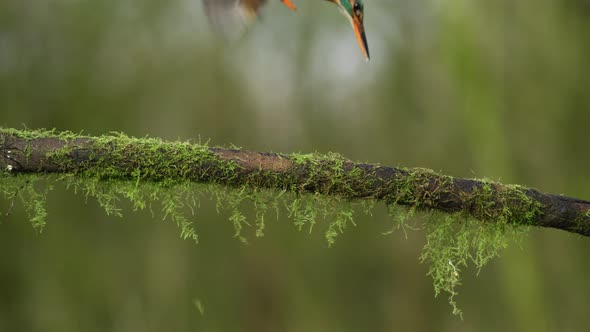 Kingfisher bird hunts from a mossy branch, dives down out of frame causing water to splash up, then