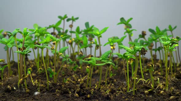 Marijuana Plant Growing