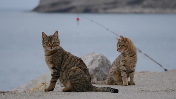 Two Street Cats Sitting on the Pier