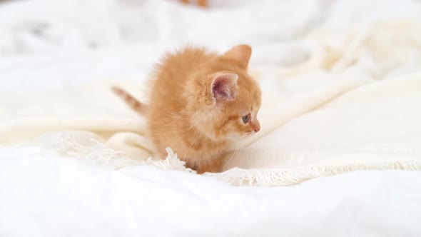 Little Red Ginger Striped Kitten Walking on White Bed at Home