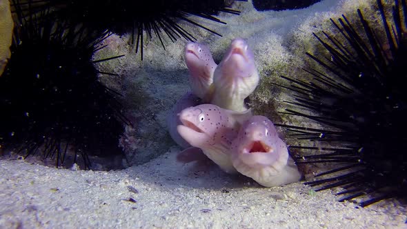 Colony of Geometric Morays