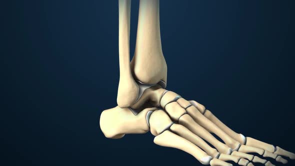 Foot and Ankle Fracture 3d medical
