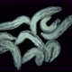 worm-like larvae of a fly (midge) insect of the order Diptera under a microscope - VideoHive Item for Sale