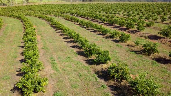 Low aerial view of orange plantation in Brotas, Sao Paulo. Forward pan motion