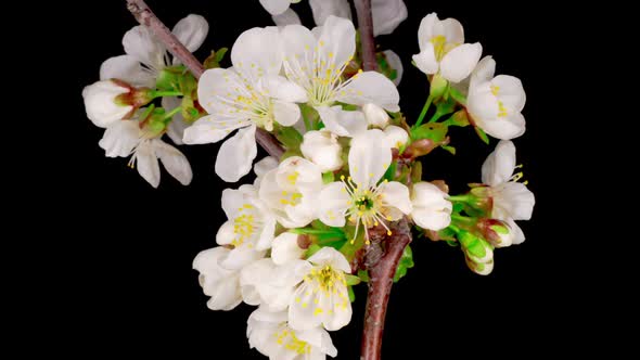 White Flowers Blossoms on the Branches Cherry Tree