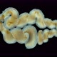 A worm under a microscope, long, like a parasitic. Part of the worm. Not determined - VideoHive Item for Sale