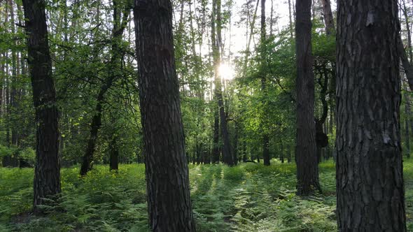 Wild Forest Landscape on a Summer Day