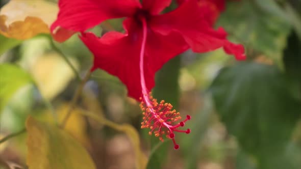 Beautiful flower, Hibiscus Rosa Sinensis, shakes in the wind. Close up