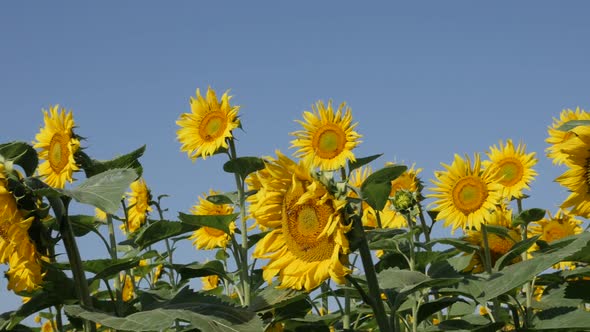 Helianthus annuus field  by the day slow motion footage