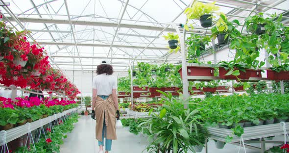 Beautiful Woman Feeding Green Flowerpots in Greenhouse