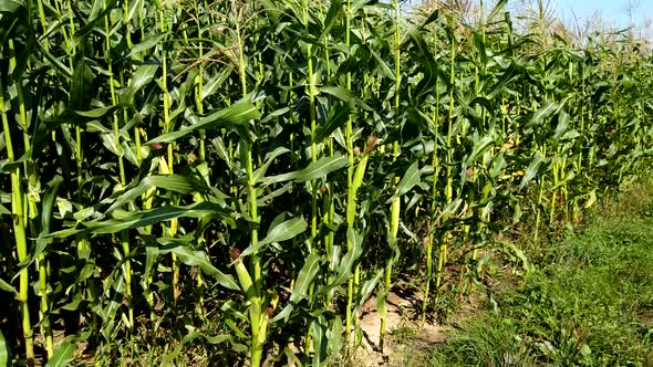 Field with Corn Stalks Against a Blue Sky