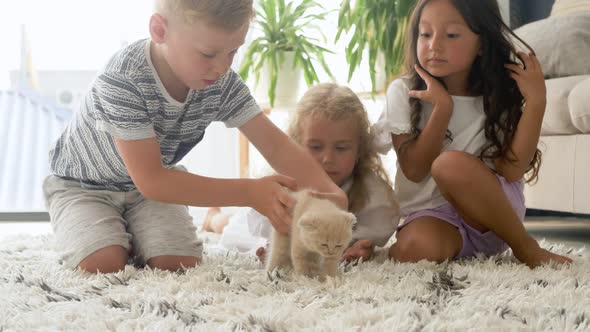 two little girls and boy playing with cocker spaniel puppy and Scottish Fold kitty in living room