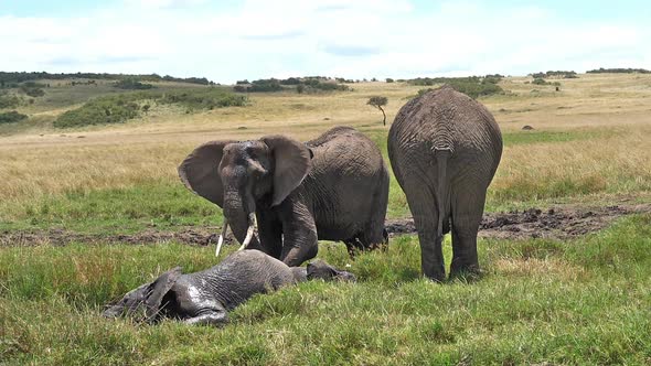 African Elephant, loxodonta africana, Group standing in Swamp, Having Bath