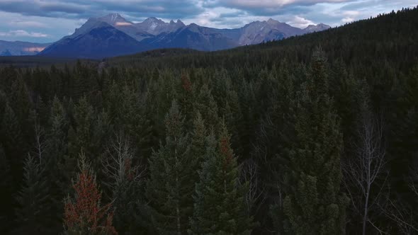 Mountain range approaching pine forest close up