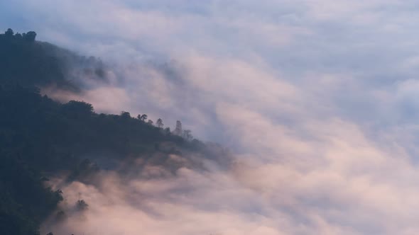 Nature Forest And Fog