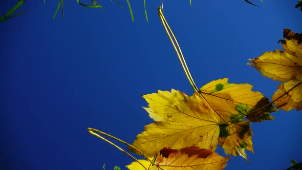 Falling autumn leaves against the blue sky. Slow motion. Reflection.