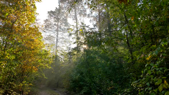 Magical Forest at Sunrise. Crane Shot of Beautifull Foggy Forest with Sun Rays