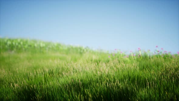 Field of Green Fresh Grass Under Blue Sky