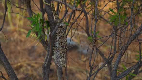 Chameleon on Tree