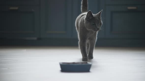 Grey Domestic Cat Crawling to Her Meal in Slow Motion