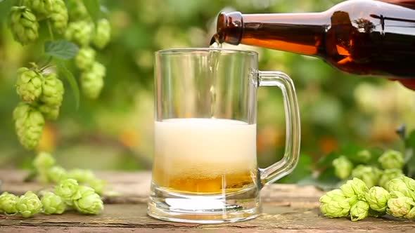 A man pours beer from a bottle into a mug with bubbles on the background of hop cones. Close-up.