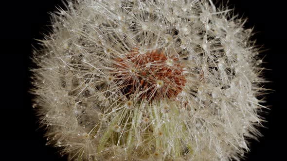 Macro shot of a Dandelion rotating