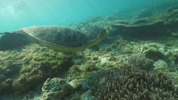 Sea Turtle Swimming Among Coral Reef in Blue Sea Water Underwater View. Tropical Turtle Swimming