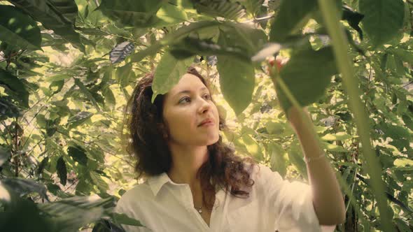 Woman Farmer is Harvesting Coffee Berries in the Coffee Farm Arabica Coffee Berries with