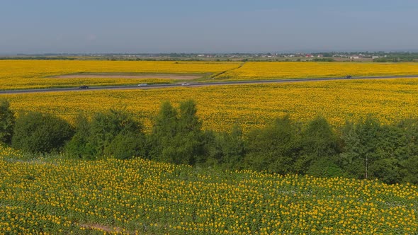 Field with Blooming Sunflowers Aerial View Agrarian in Rural Areas