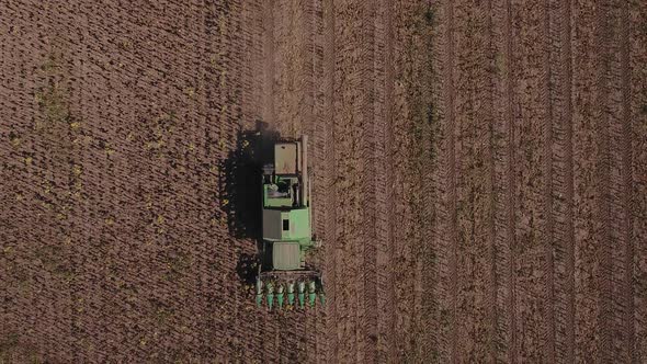 Sunflower Harvest Top View