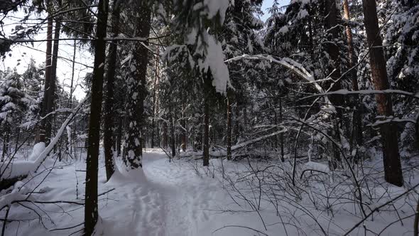 Winter Beauty in Forest Steadycam Shot in Snowy Woodland Slow Motion