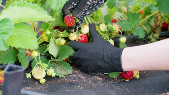 Hands in Gardening Gloves Picking Strawberries