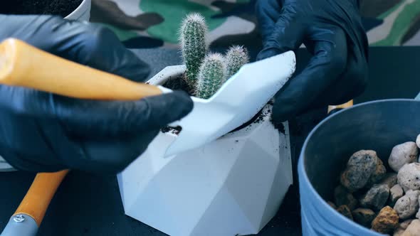 Female Hands Replanting Cactus