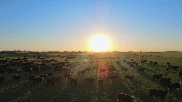 Aerial view of cattle grazing at vast fertile plains of the Pampa region during golden hour