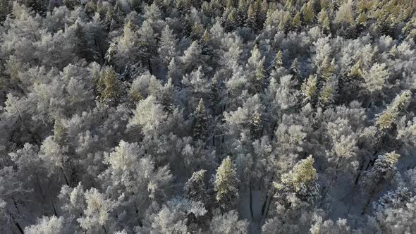 Aerial View of Winter Forest. Fly Over Frozen Snowy Spruce and Pines