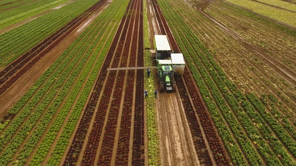 Cabbage Harvesting By Tractor