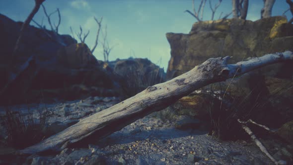 Dry Dead Tree Branches and Mountain Ridge