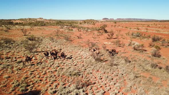 Drone flying slowly over herd of wild camels in the remote arid Australian Outback.