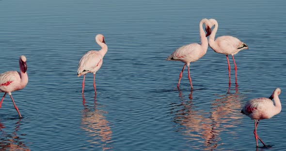 Wildlife of Namibia, flock of amazing pink flamingos in the waters of Walvis Bay, 4k
